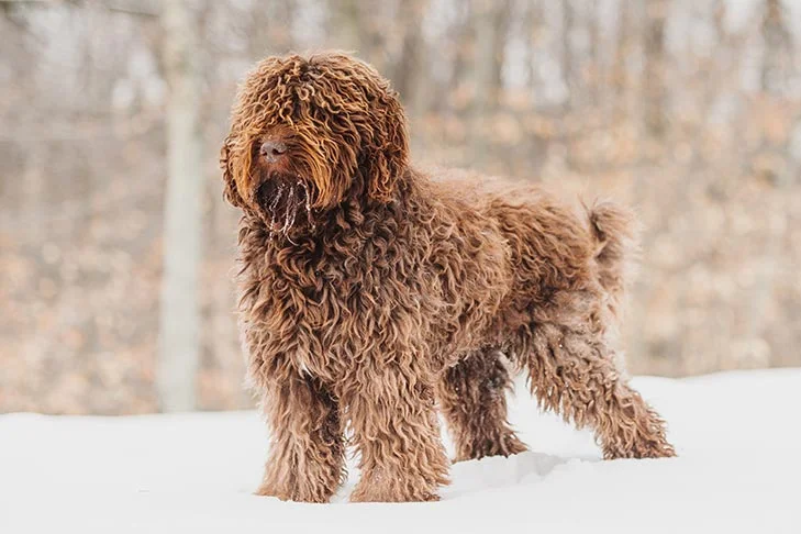 Barbet