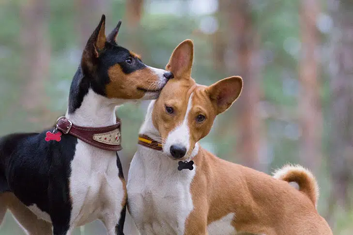 Basenji