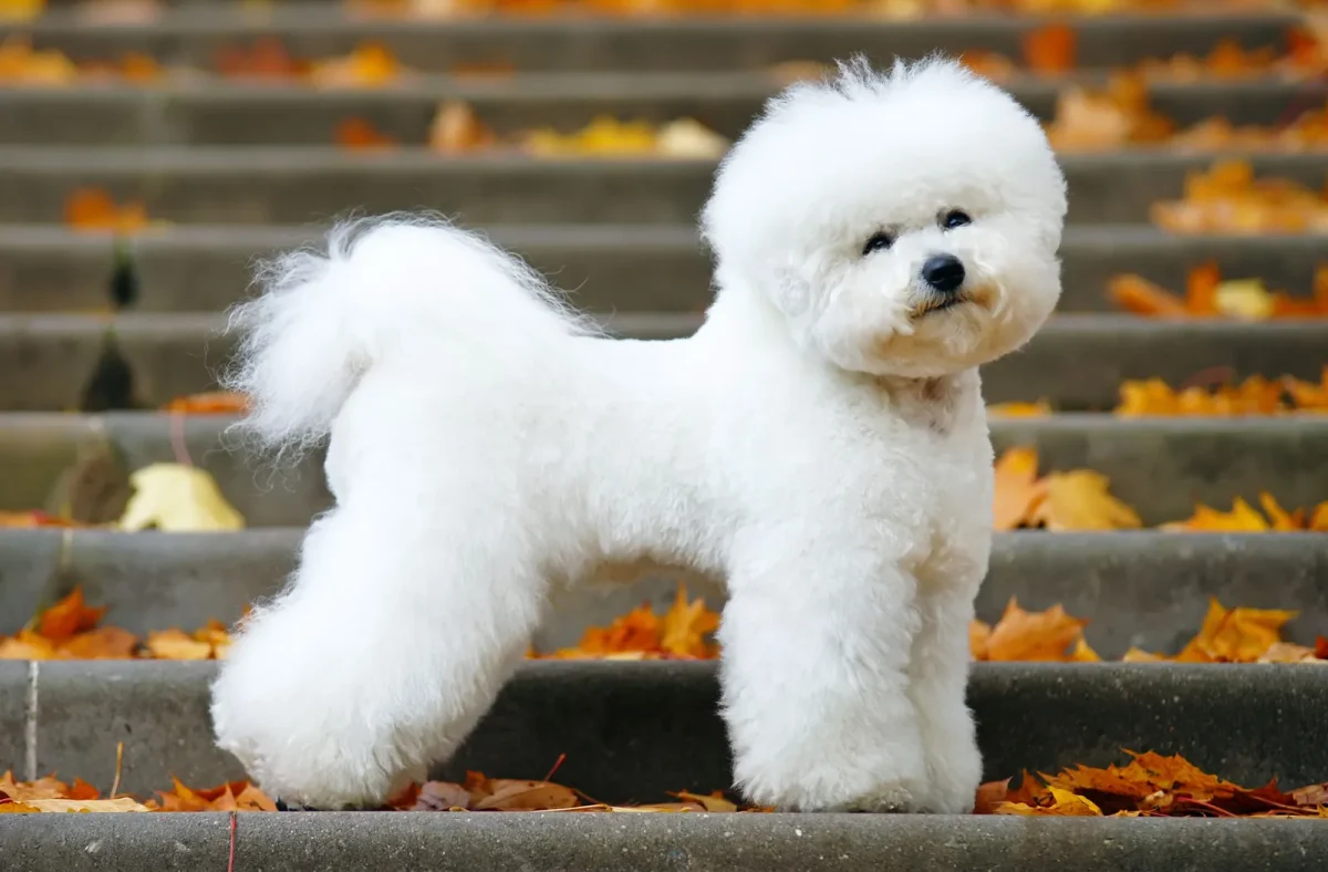 Bichon-frise-dog