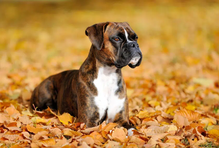 boxer