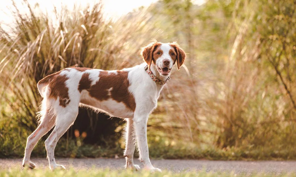 Brittany Spaniel
