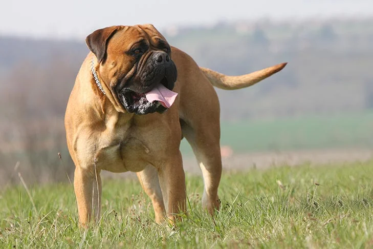 Bull Mastiffs