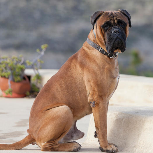 Bullmastiff