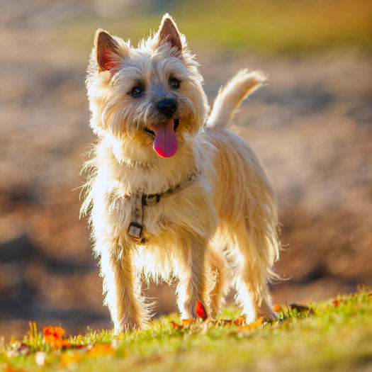 Cairn Terrier