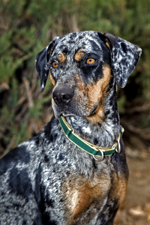Louisiana Catahoula Leopard 
