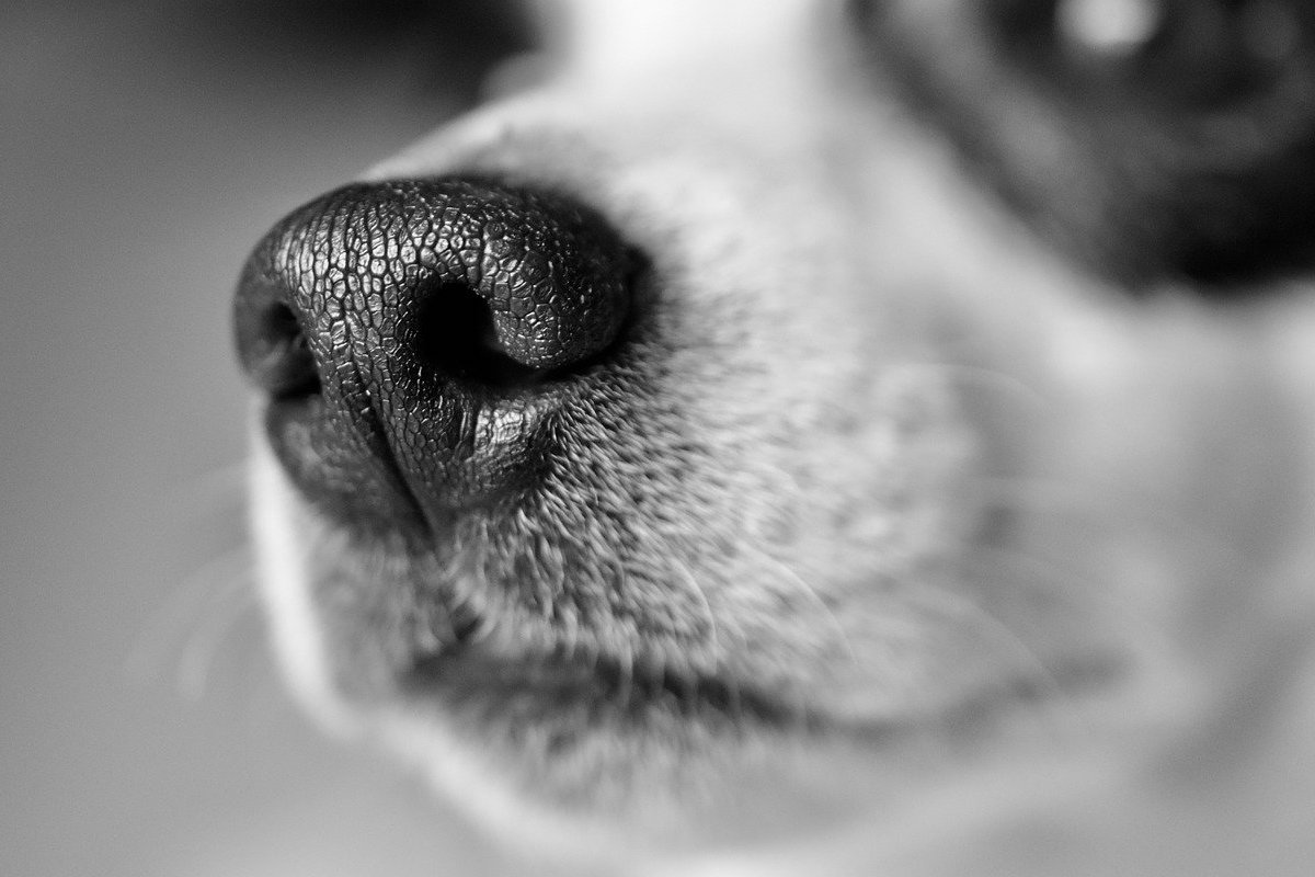 μύτη σκύλου 