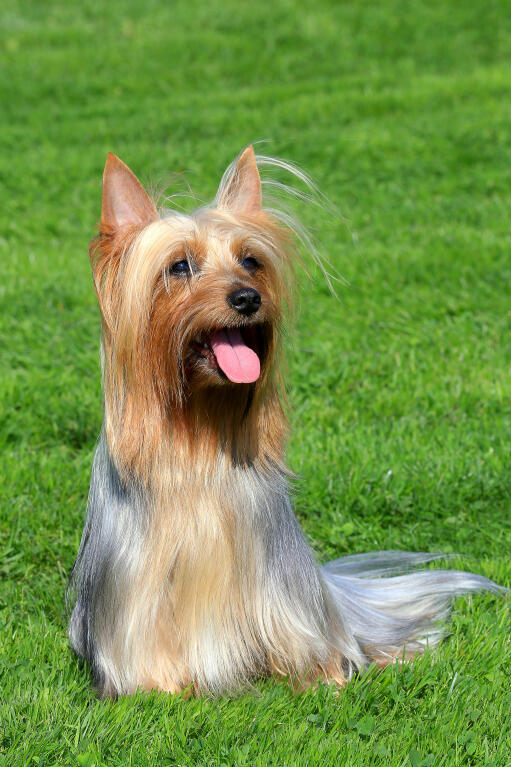Silky Terrier