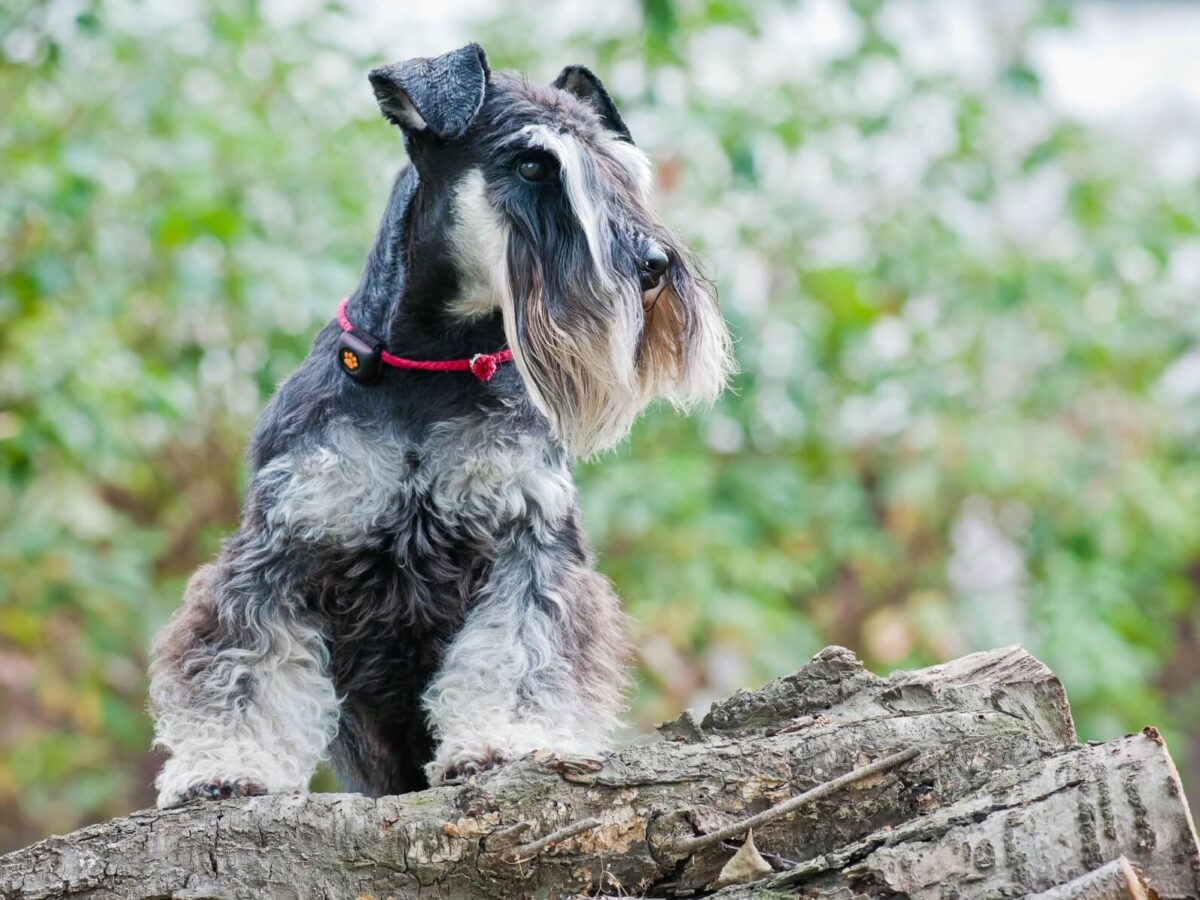 Miniature Schnauzer: