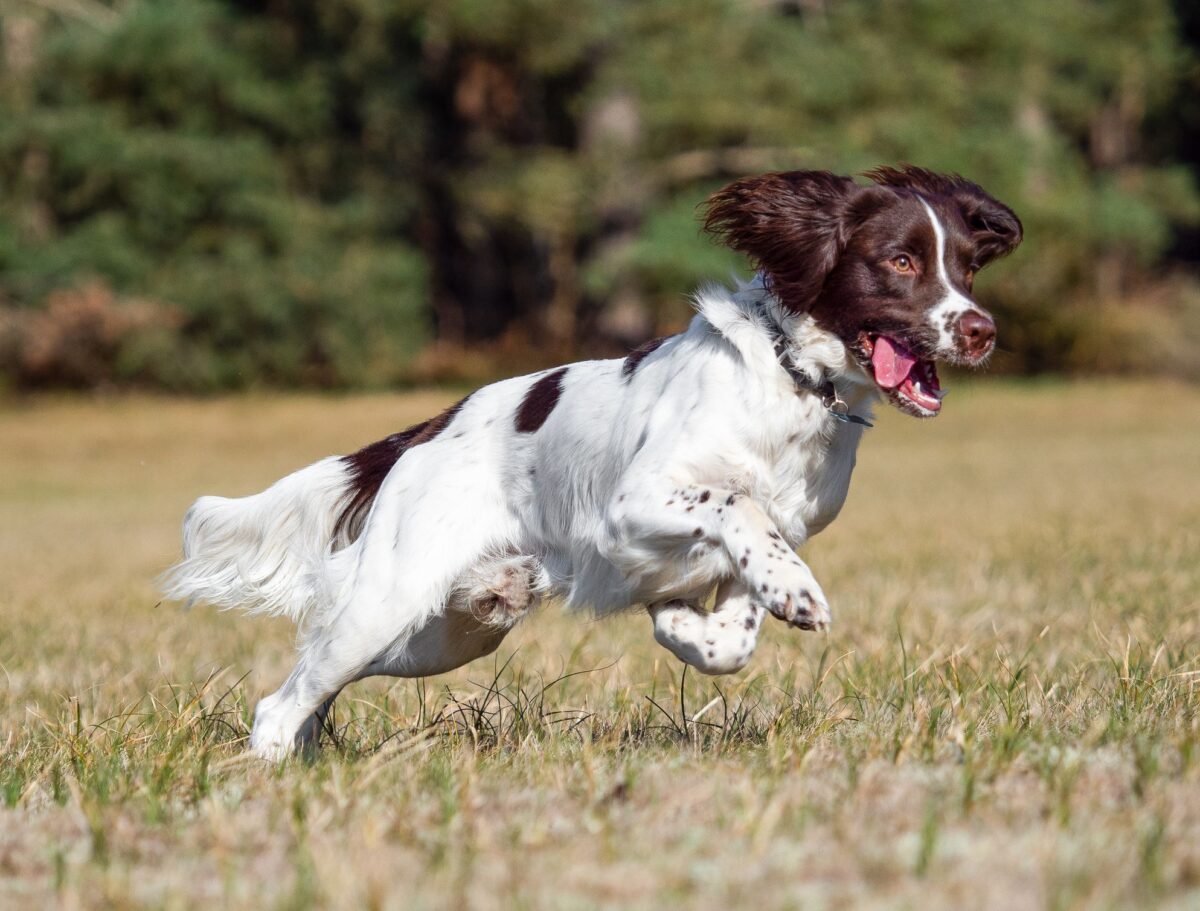 . English Springer Spaniel