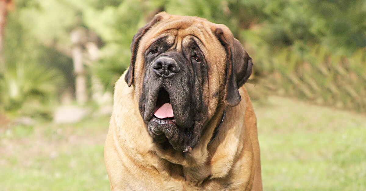Mastiff
