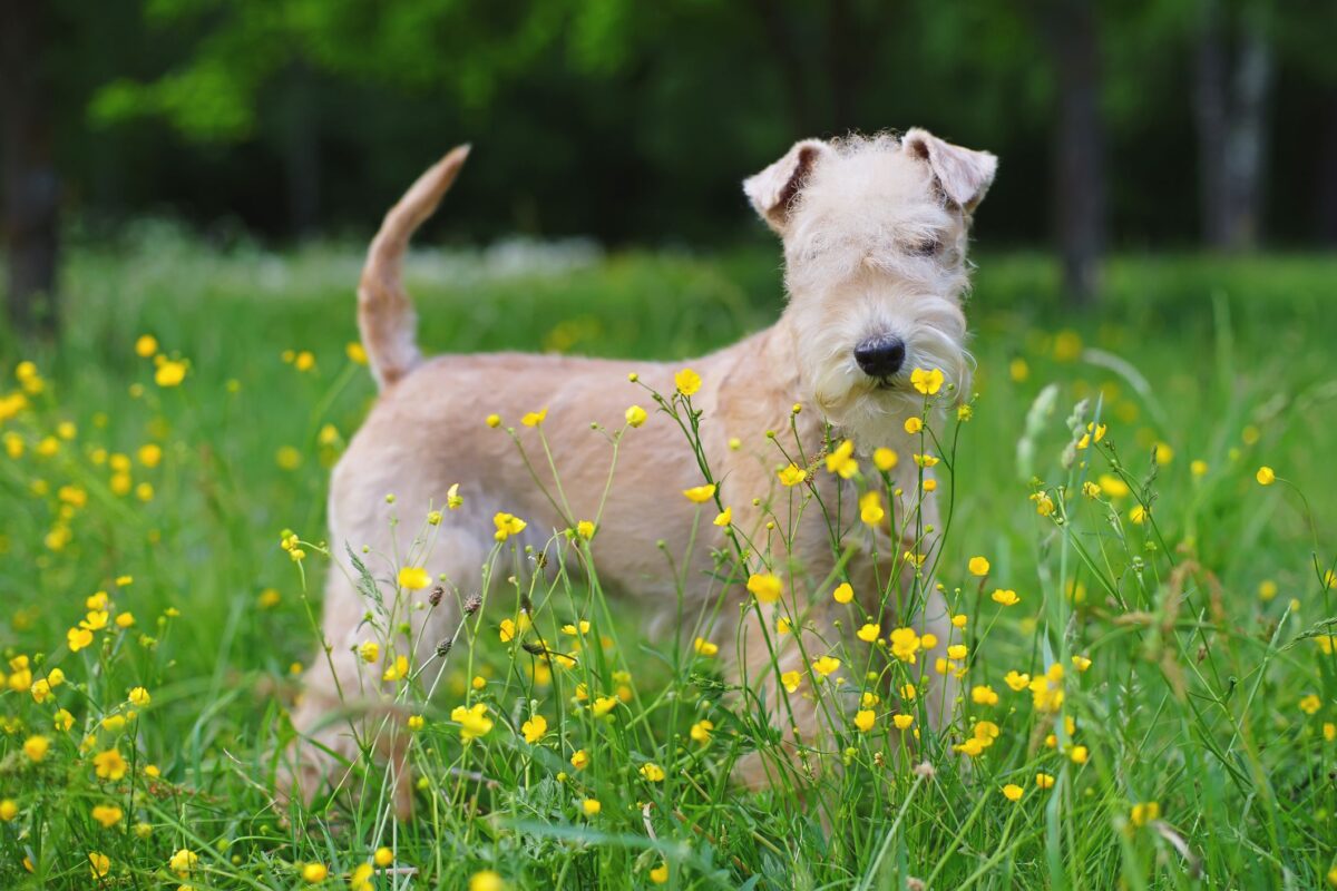 lakeland terrier