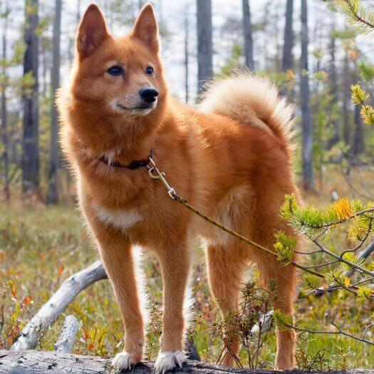 Finnish Spitz