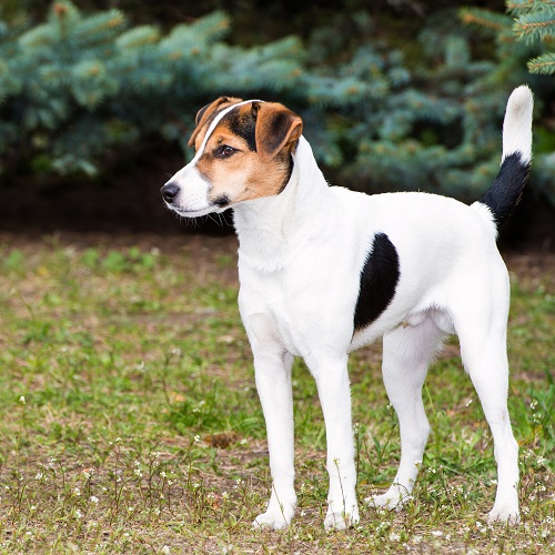 dog 