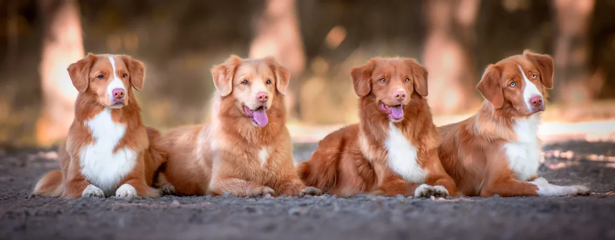 Nova Scotia Duck Tolling Retriever