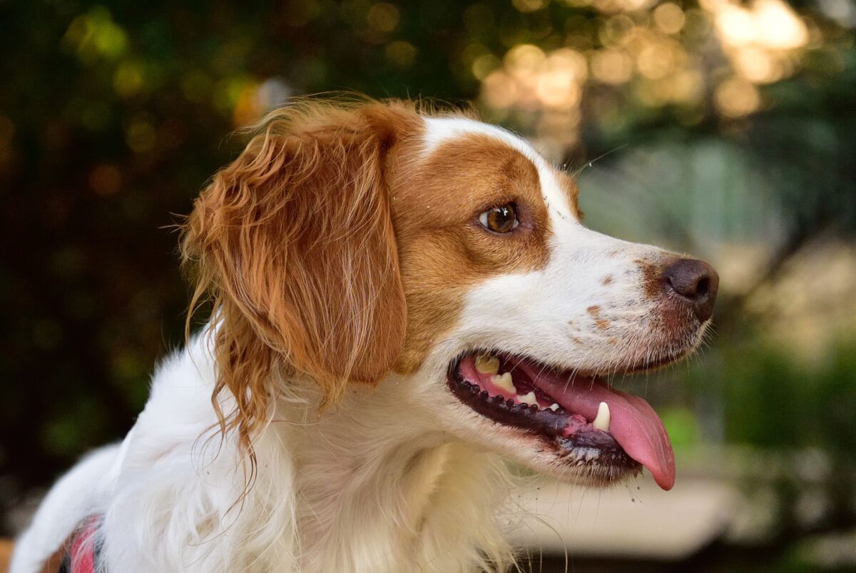 Brittany Spaniel
