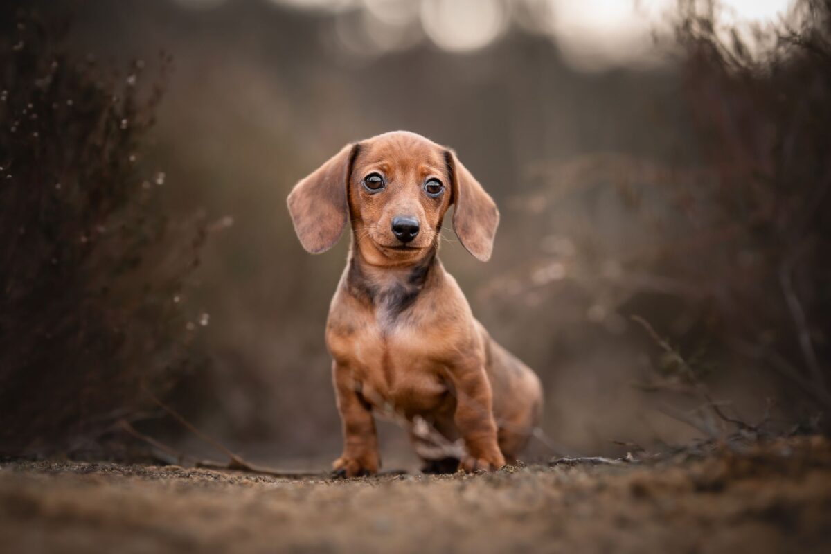 miniature dachshund