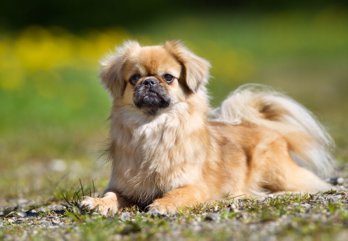 Tibetan Spaniel 