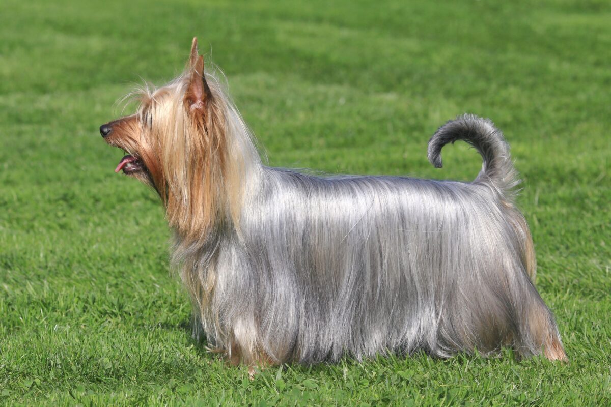 Silky Terrier