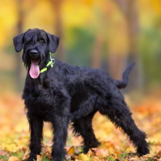 Giant Schnauzer