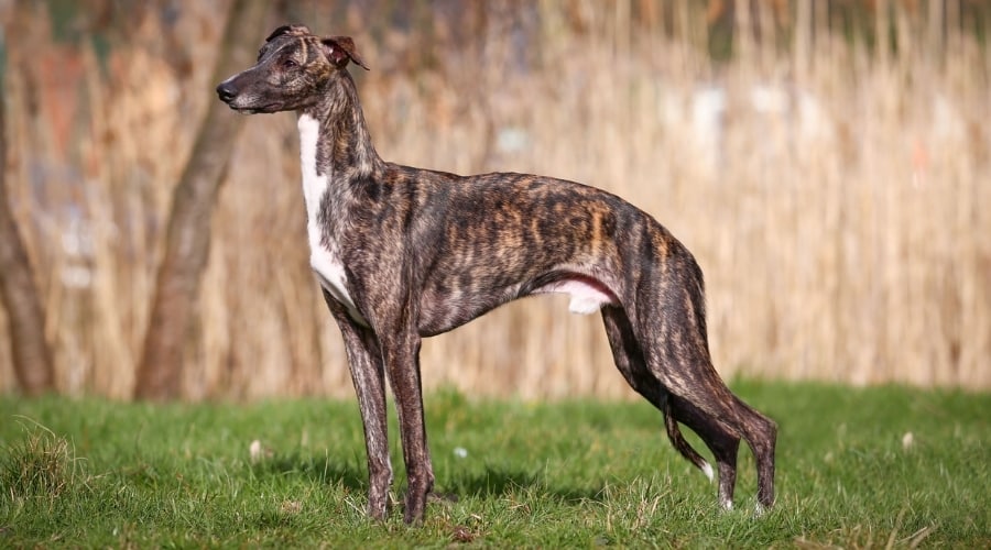 Greyhound