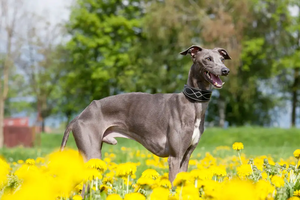 Greyhound