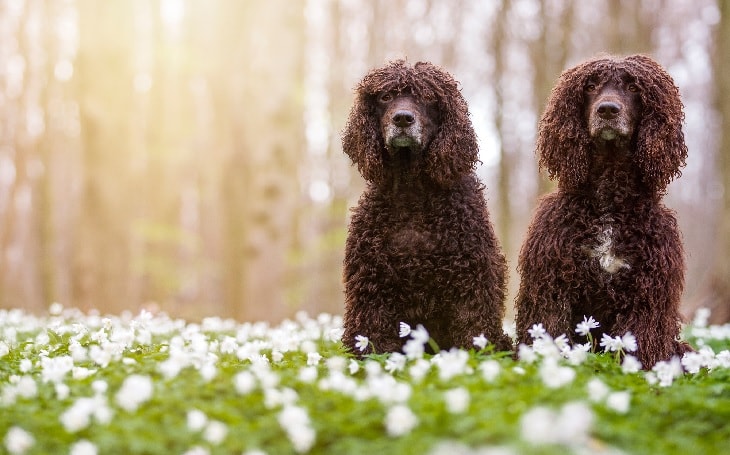 Irish Water Spaniel