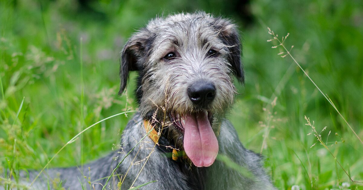 Irish Wolfhound