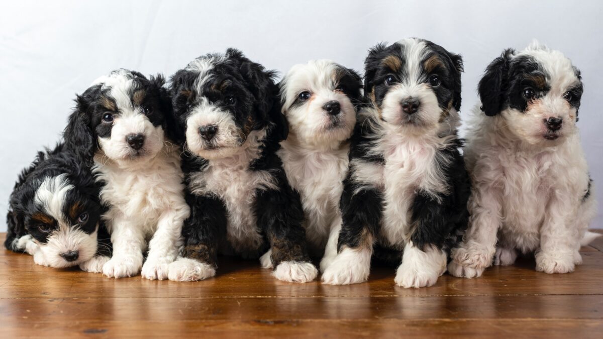 Bernedoodle