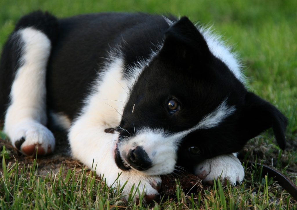 Karelian Bear