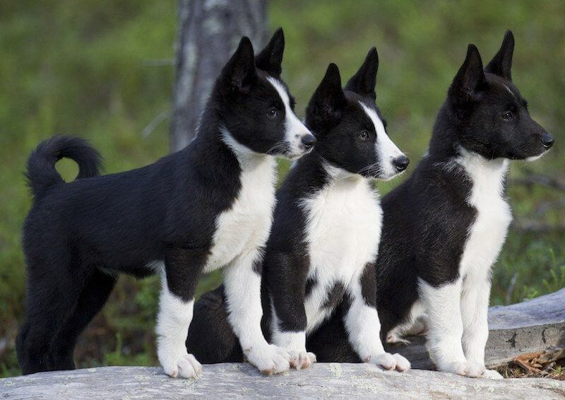 Karelian Bear