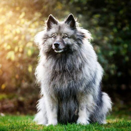 Keeshond