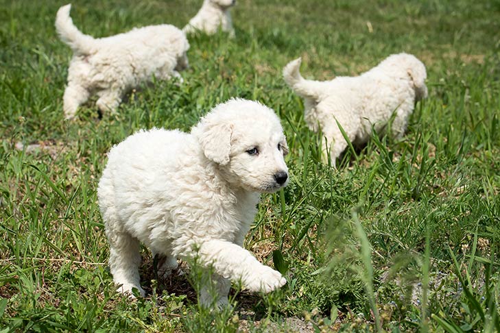 Kuvasz