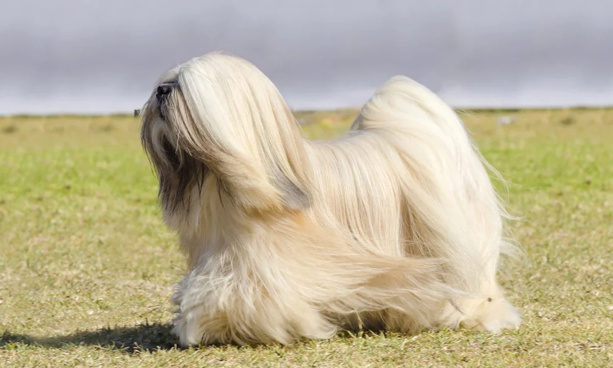 Lhasa Apso