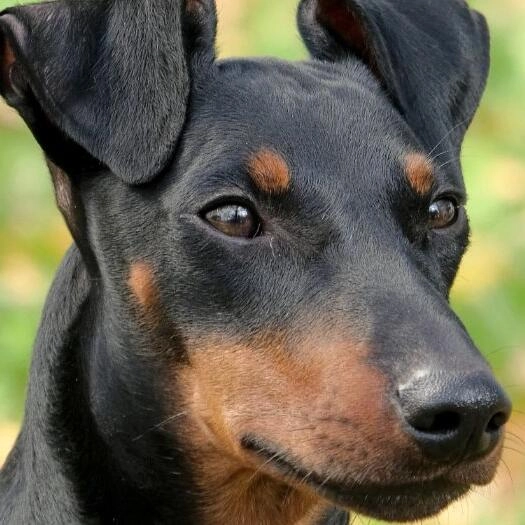 Manchester Terrier 