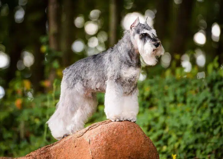 Schnauzer