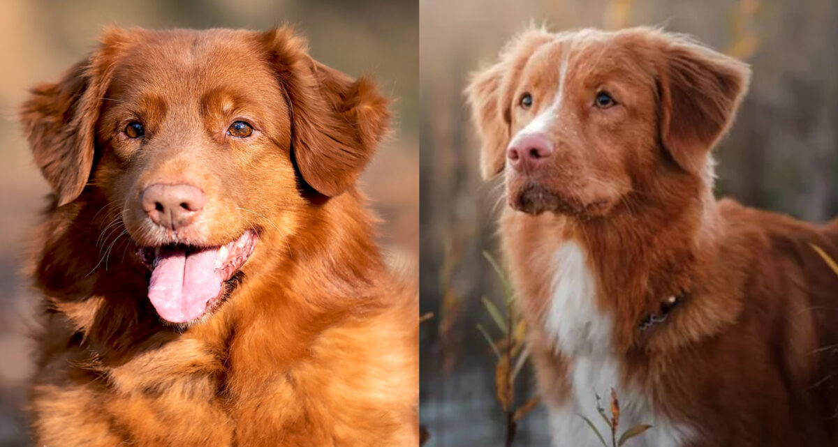 Nova Scotia Duck Tolling Retriever