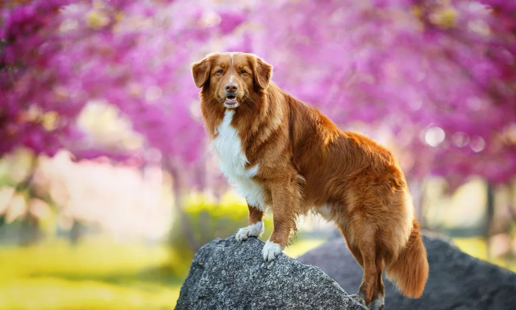 dog 
