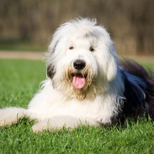 Old English Sheepdog