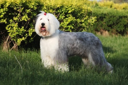 Old English Sheepdog