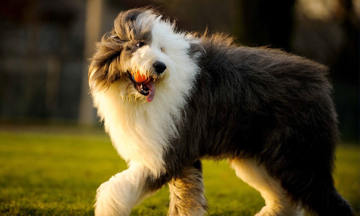 Old English Sheepdog