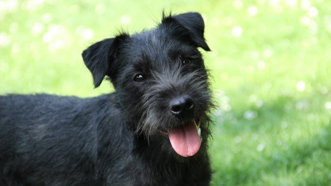 Patterdale Terrier