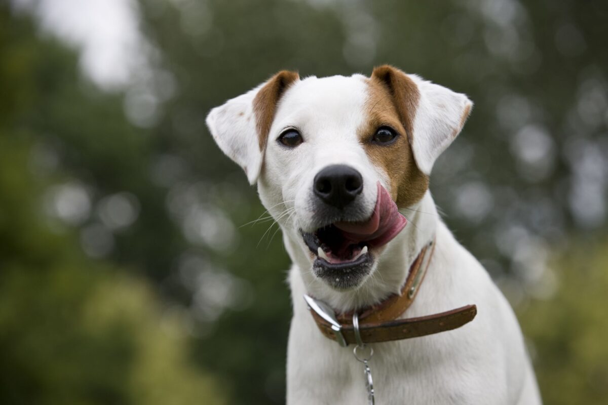 dog 