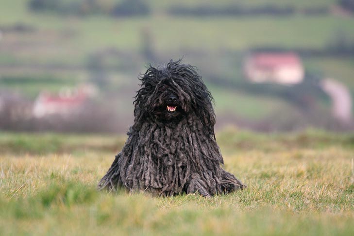 σκύλος Puli 