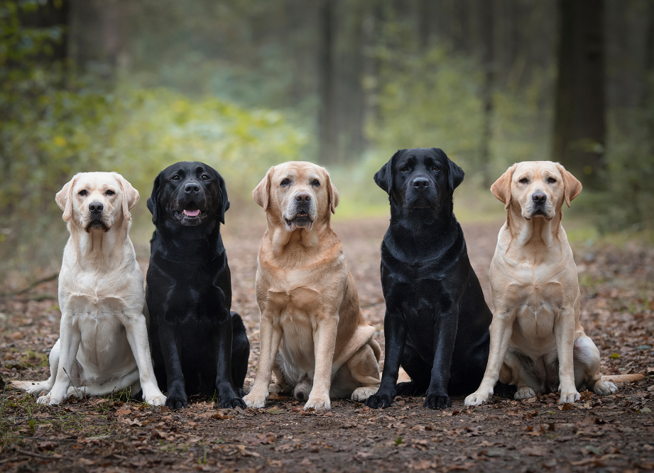 Labrador Retriever