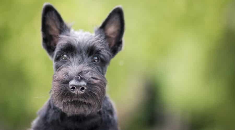 Scottish Terrier