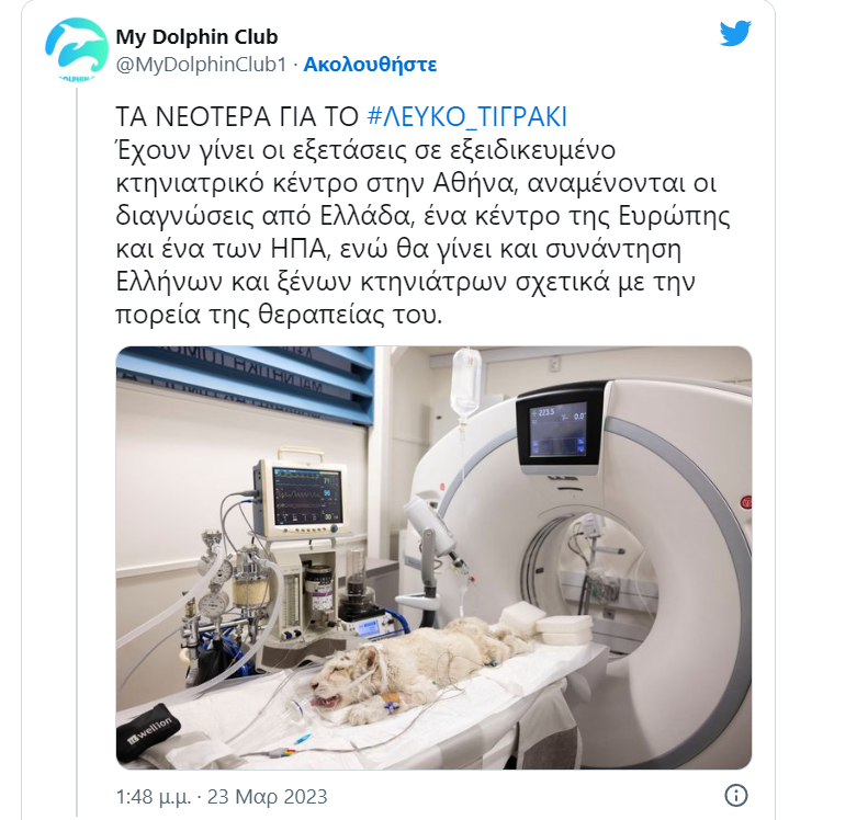 λευκό τιγράκι 