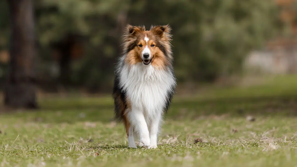 Shetland Sheepdog
