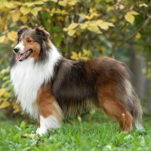 Shetland Sheepdog
