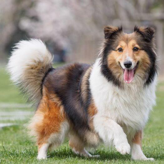 Shetland Sheepdog