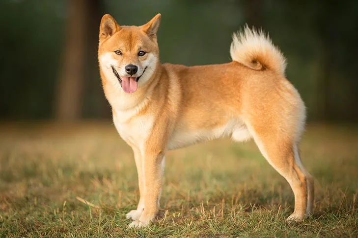 dog 